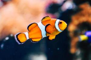 世界杯下注，一场全球赌注世界杯下注